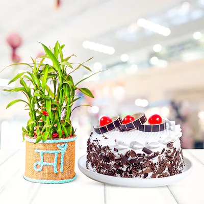 Plant & Cake